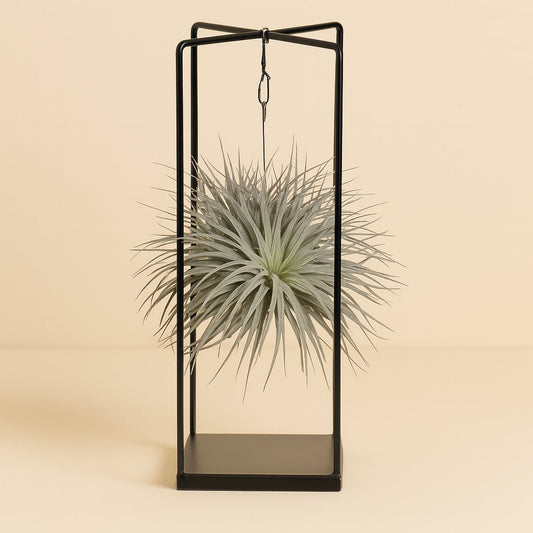 Tillandsia ionantha Abdita - 20cm
