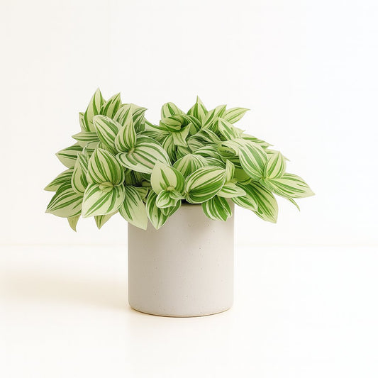 Tradescantia Brightness - 20cm