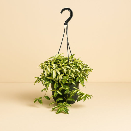 Tradescantia Yellow Hill - 40cm