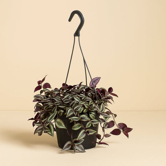 Tradescantia Zebrina Purpusii - 30cm