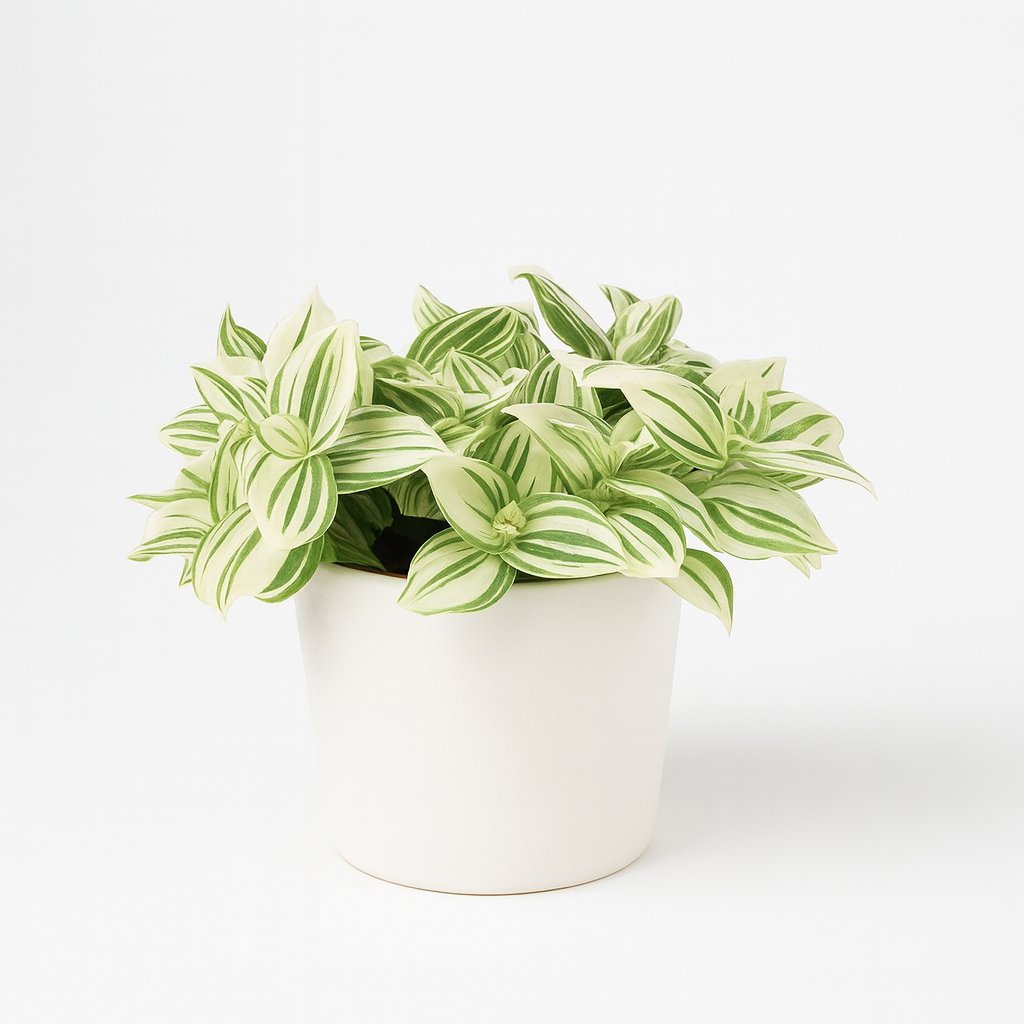 Tradescantia Brightness - 20cm in einem modernen Studio mit modernem Topf