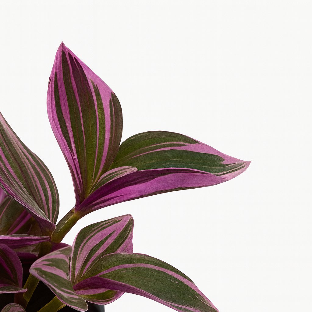 Tradescantia Sweetness - 10cm