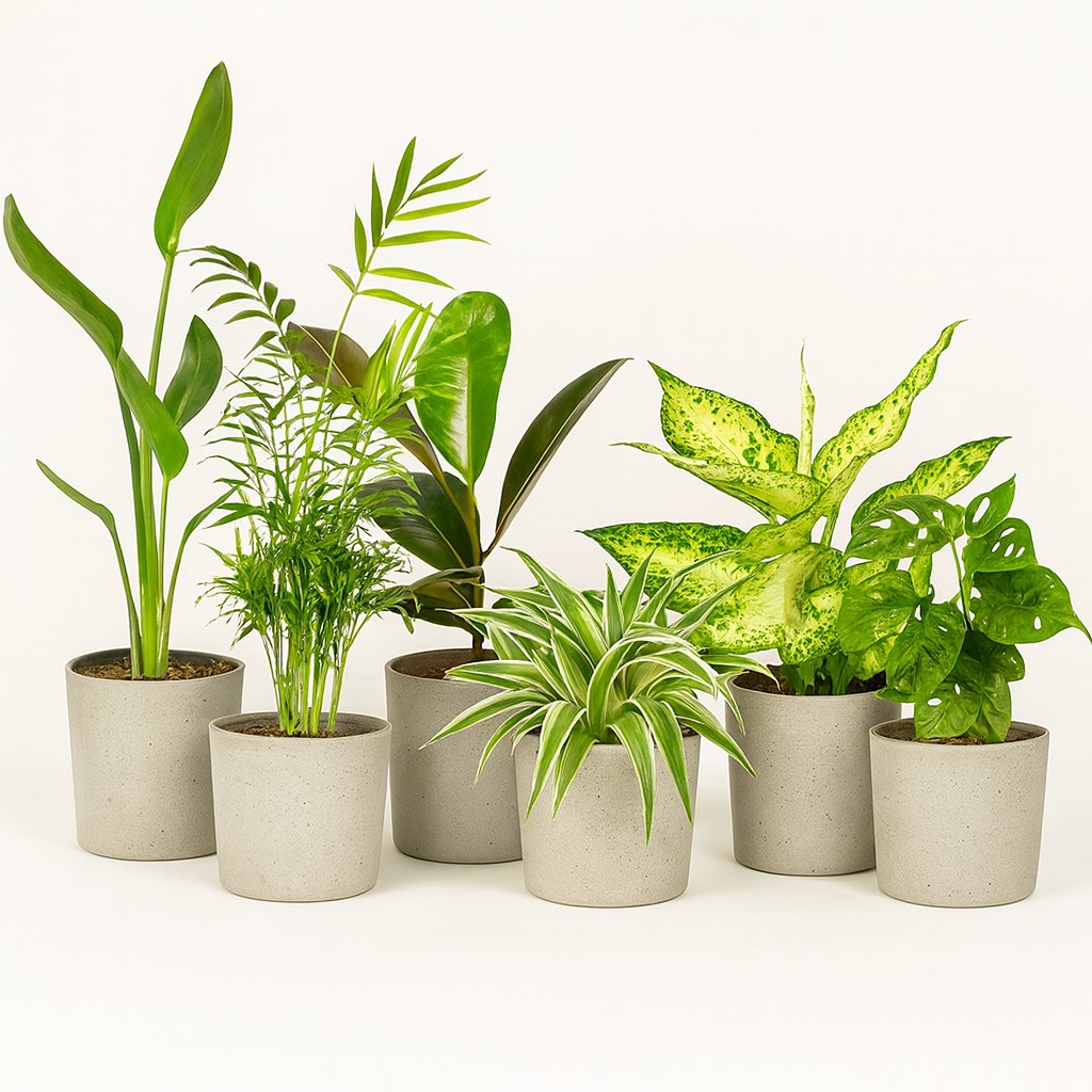 Überraschungsbox (10 Stück) - 25cm