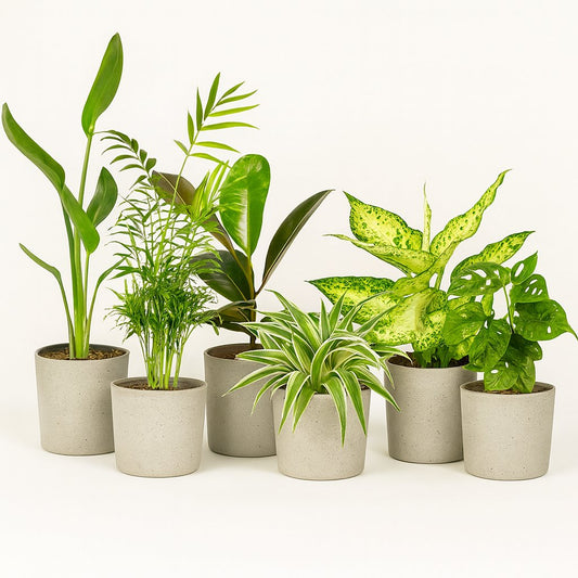 Überraschungsbox (10 Stück) - 25cm
