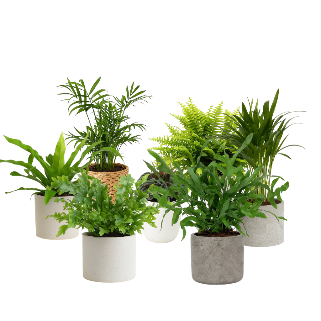 Ungiftige Pflanzen für Katzen (l)