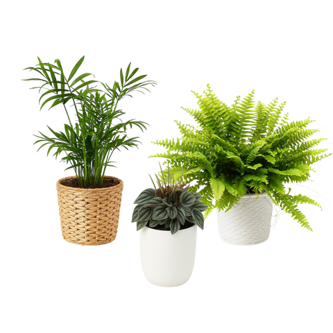 Ungiftige Pflanzen für Katzen (s)