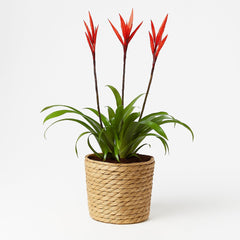 Vriesea - 55cm