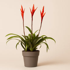 Vriesea - 55cm