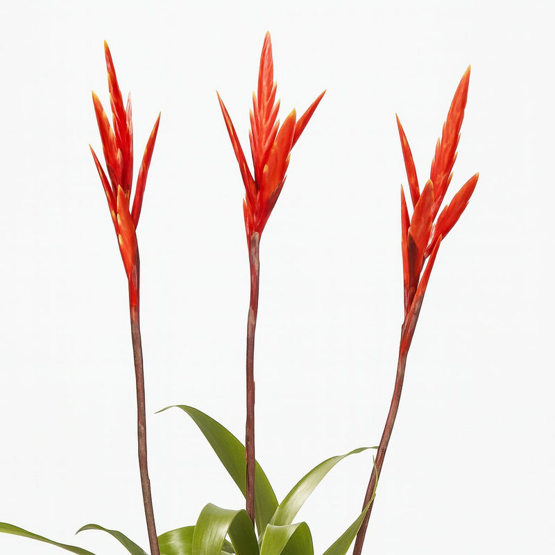 Vriesea - 55cm Detail