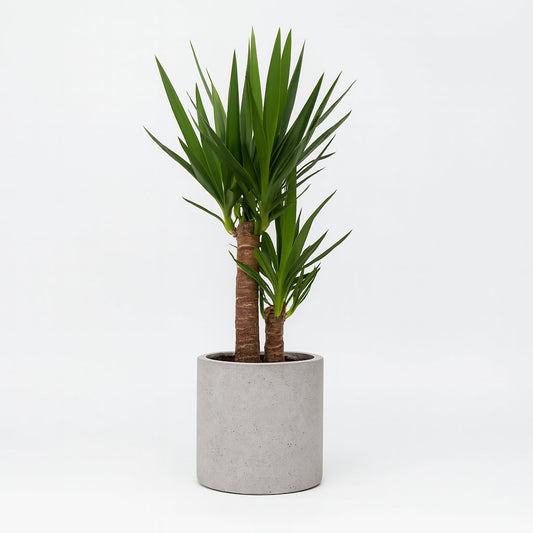 Yucca - 125cm