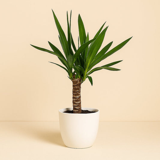 Yucca - 60cm