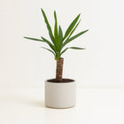 Yucca - 60cm in einem modernen Studio mit modernem Topf