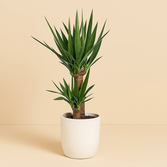 Yucca - 90cm
