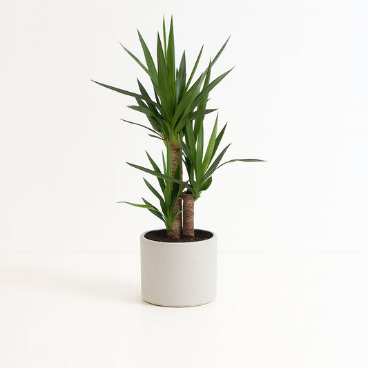 Yucca - 90cm