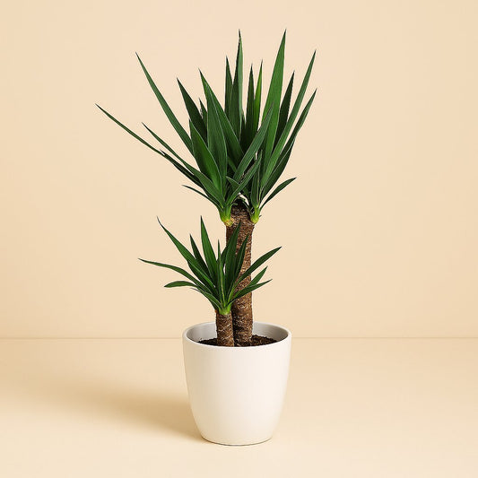 Yucca Elephantipes - 100cm