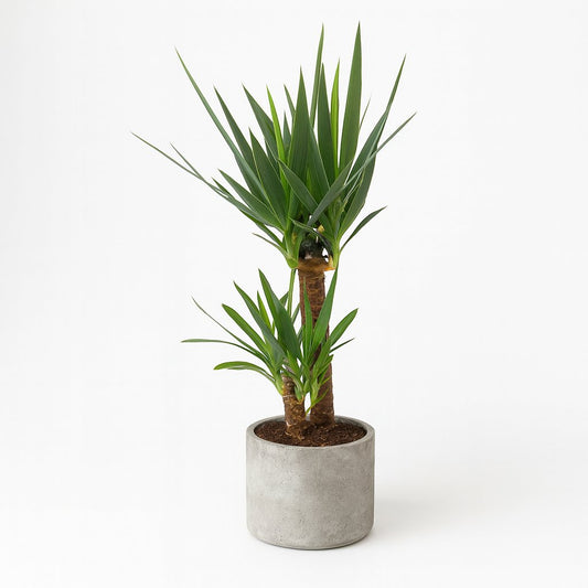 Yucca Elephantipes - 100cm
