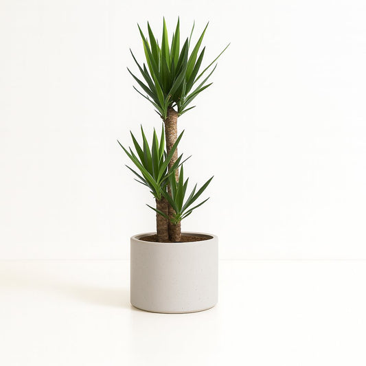 Yucca Elephantipes - 125cm