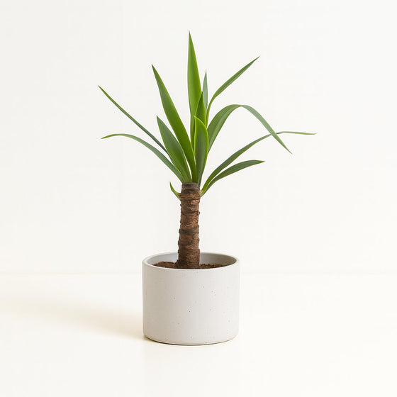 Yucca Elephantipes