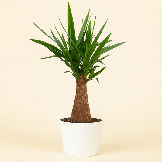 Yucca Elephantipes - 40cm