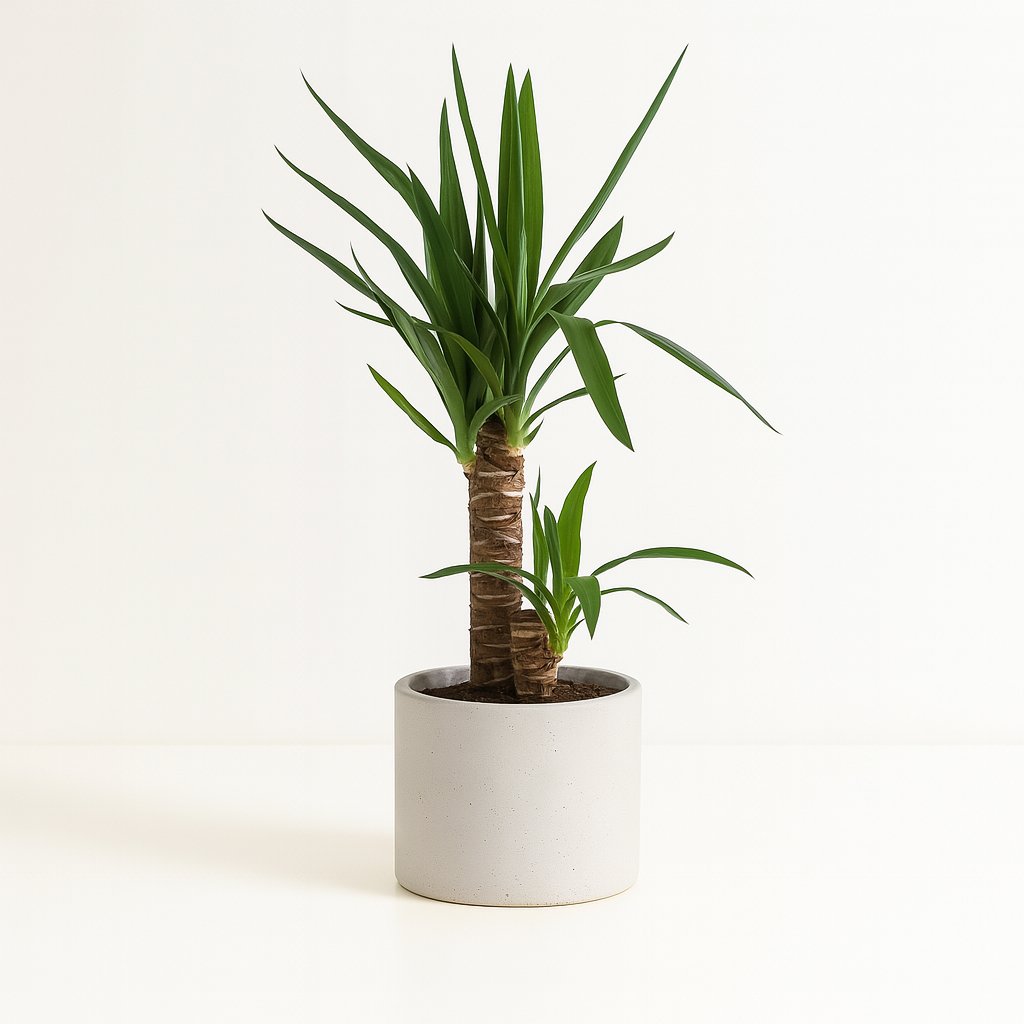 Yucca Elephantipes - 85cm