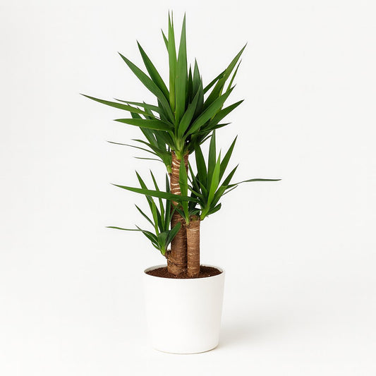 Yucca - 90cm