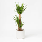 Yucca Elephantipes - 125cm in einem modernen Studio mit modernem Topf