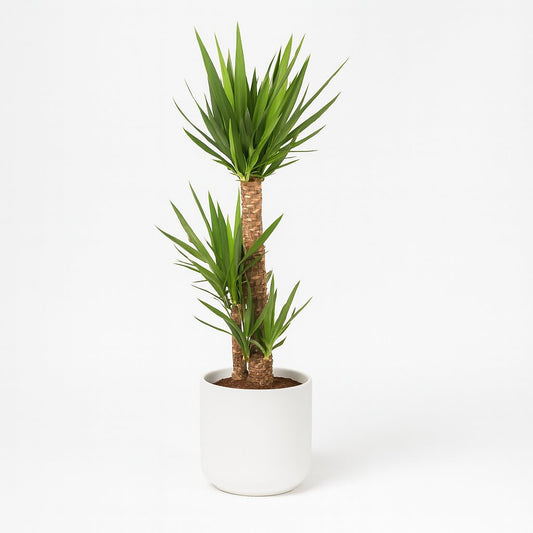Yucca Elephantipes - 125cm