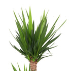 Yucca Elephantipes - 125cm