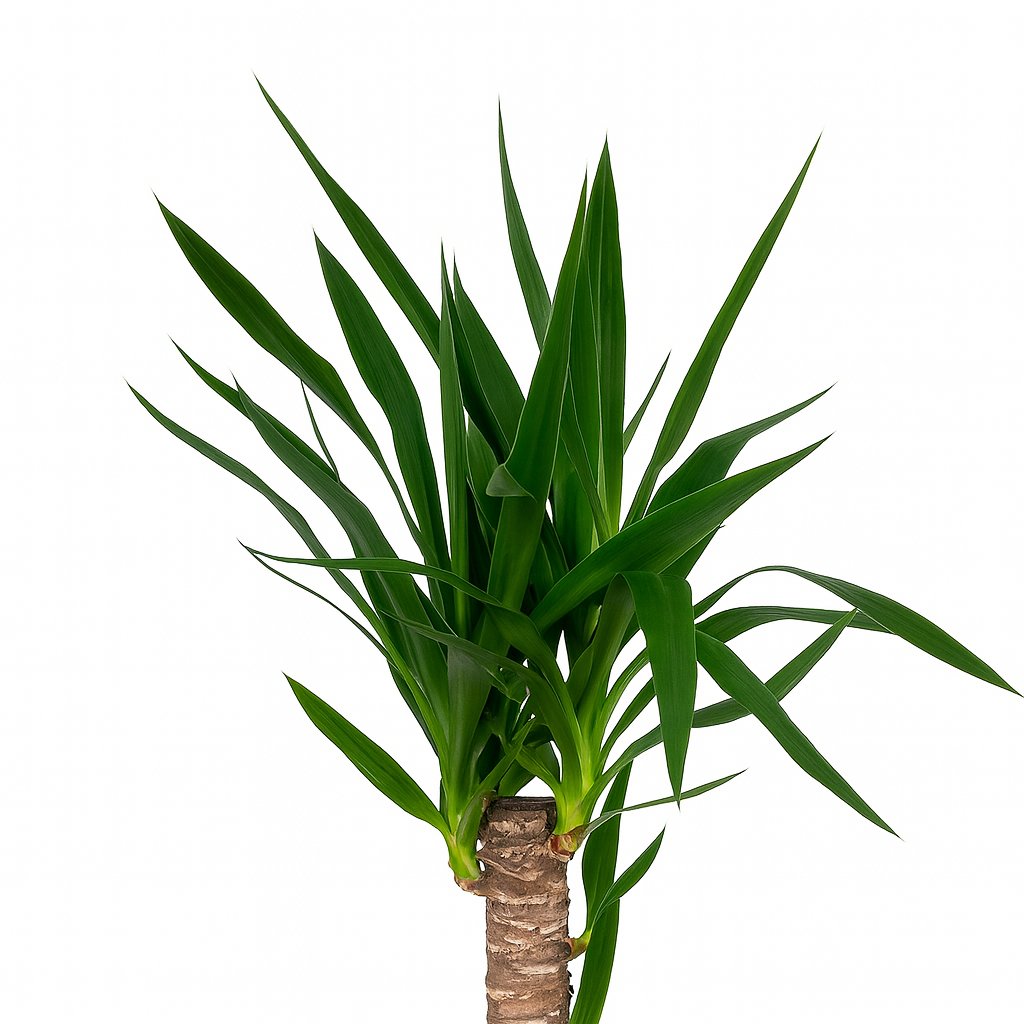 Yucca Elephantipes - 85cm-Nahaufnahme