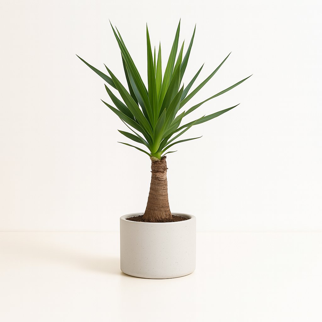 Yucca &quot;Maya Tree&quot; - 100cm