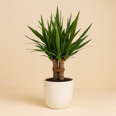 Yucca 