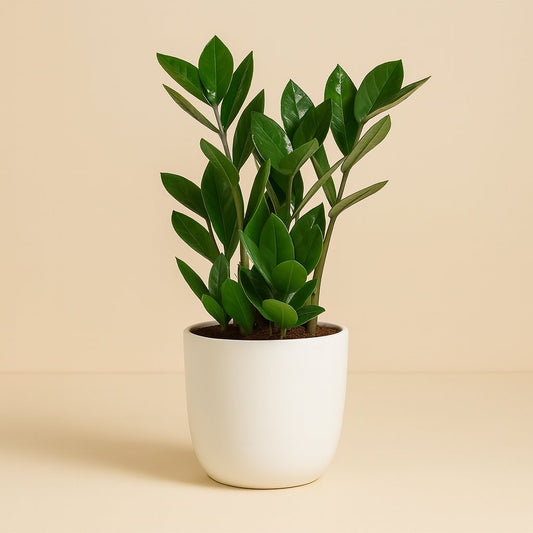 Zamioculas - 35cm