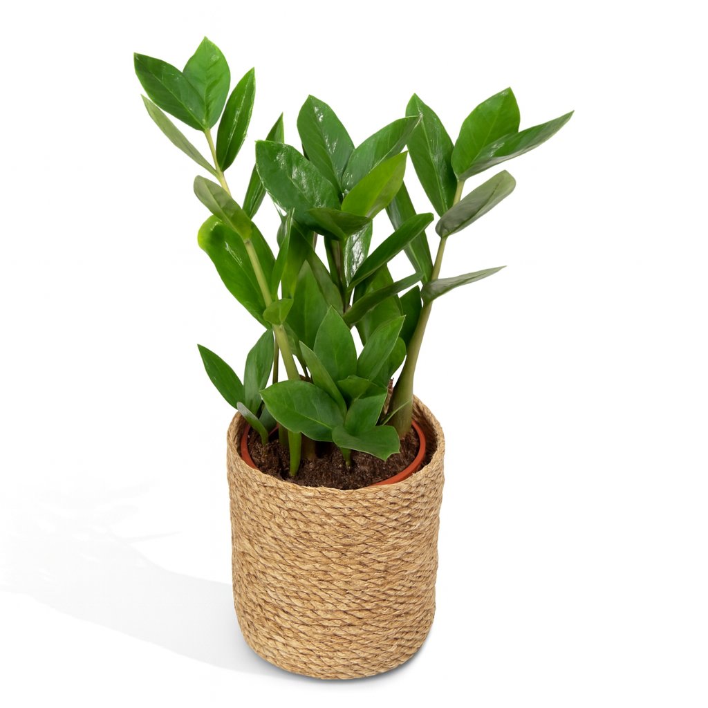Zamioculas - 35cm