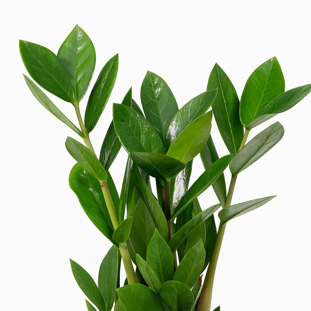 Zamioculas - 35cm