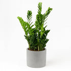 Zamioculcas 100cm im 21cm Topf