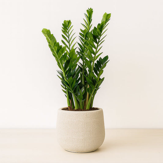Zamioculcas - 100cm