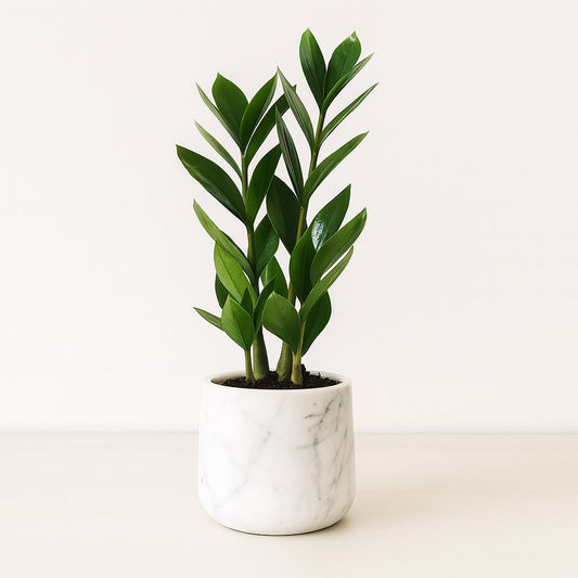 Zamioculcas - 30cm