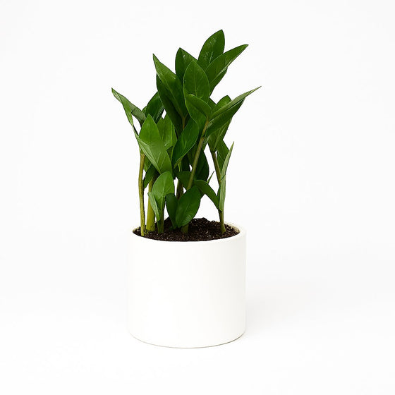 Zamioculcas