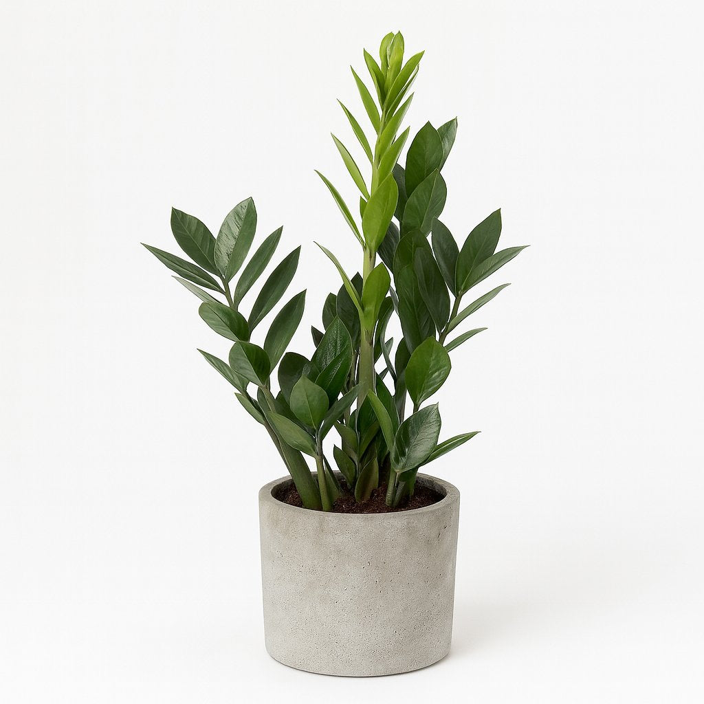 Zamioculcas - 65cm