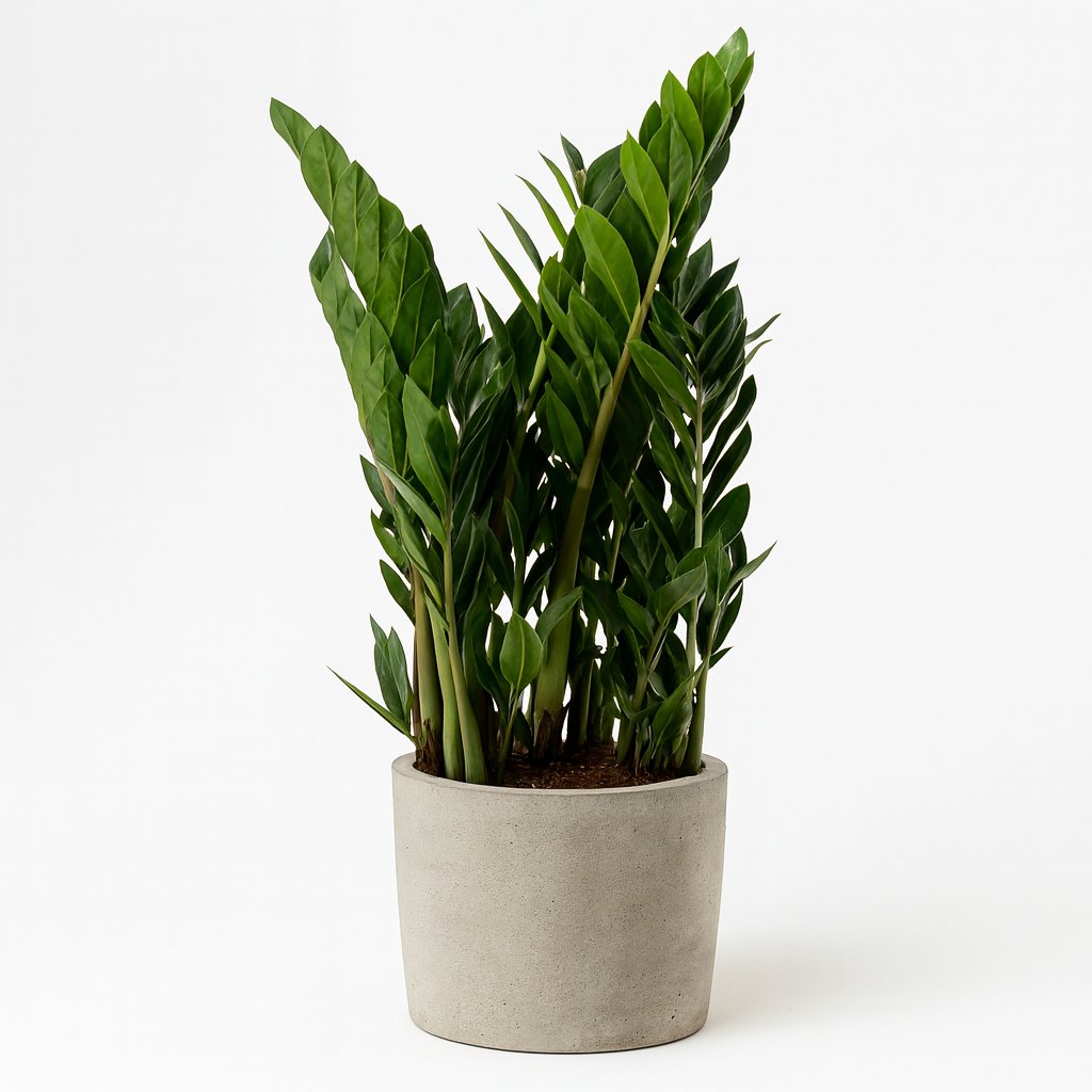Zamioculcas - 75cm
