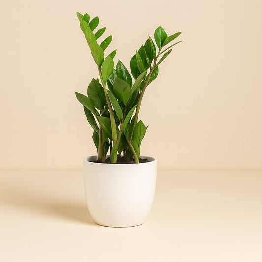 Zamioculcas Zamiifolia - 40cm