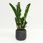 Zamioculcas 50cm im 14cm Topf