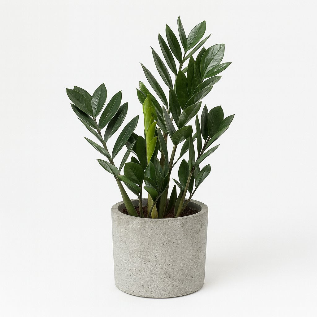 Zamioculcas Zamiifolia - 55cm