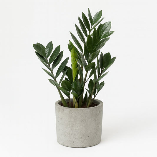 Zamioculcas Zamiifolia - 55cm