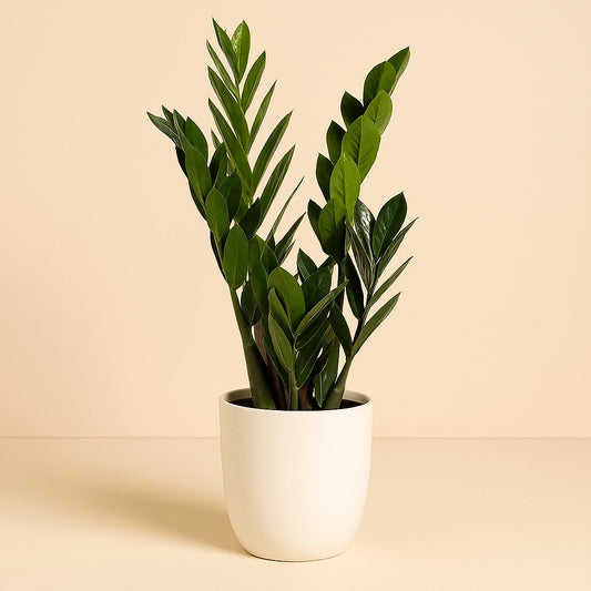 Zamioculcas Zamiifolia - 60cm