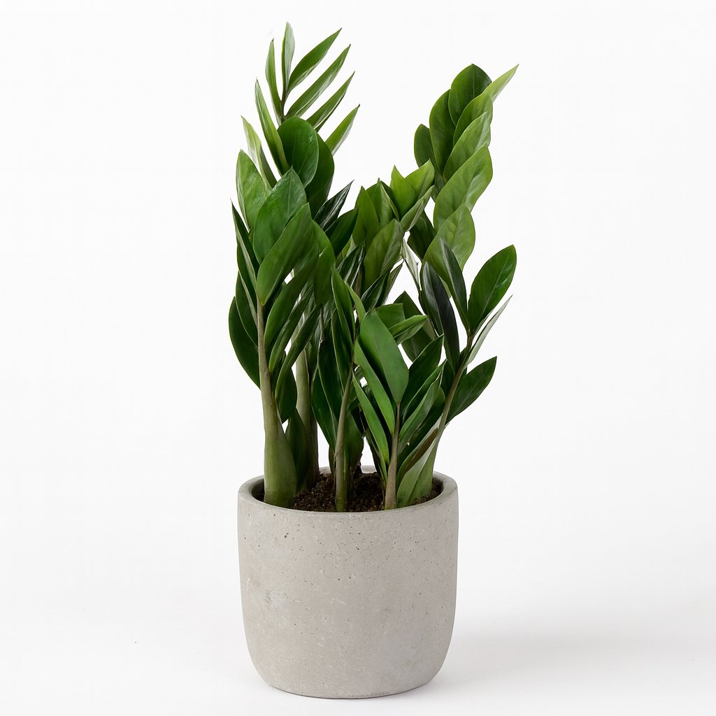 Zamioculcas Zamiifolia - 60cm