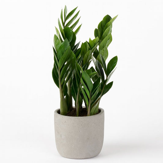 Zamioculcas Zamiifolia - 60cm