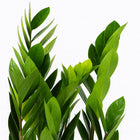 Zamioculcas 60cm Nahaufnahme
