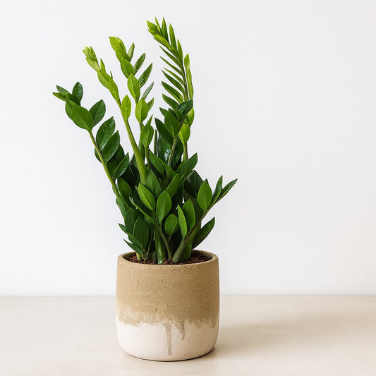 Zamioculcas Zamiifolia - 65cm
