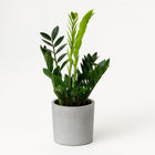 Zamioculcas 65cm im 17cm Topf